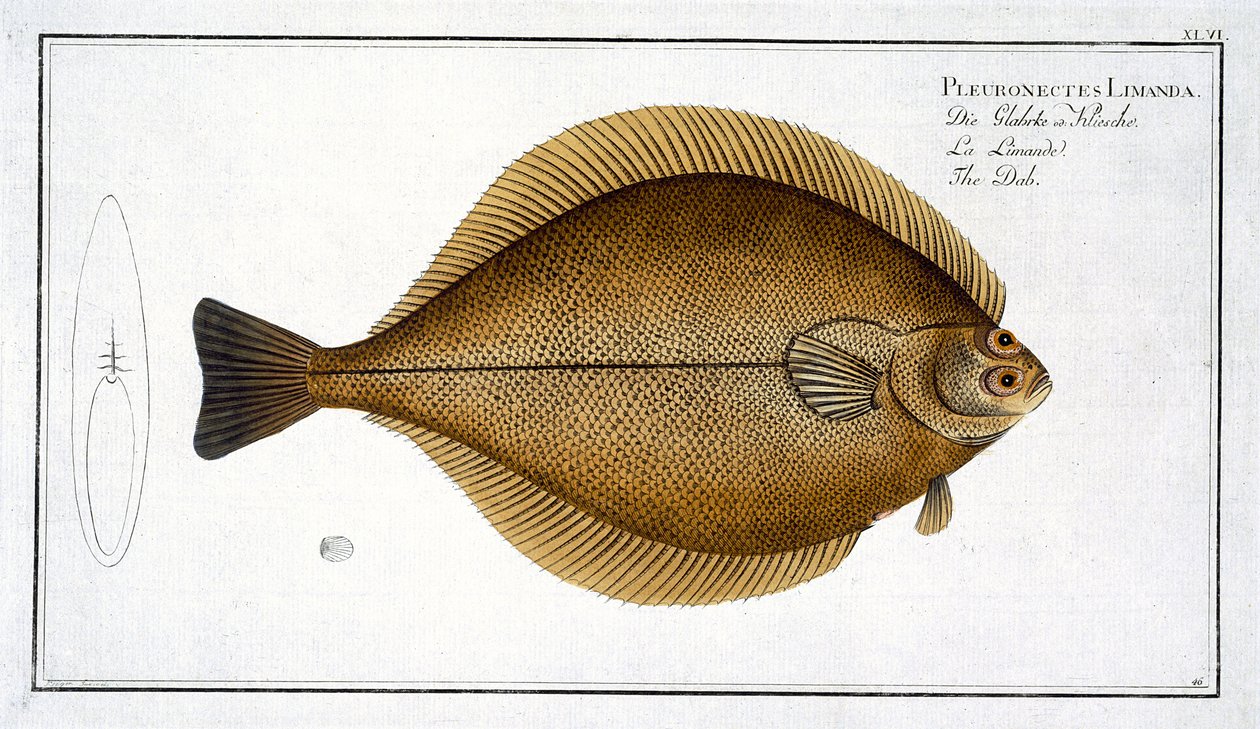 Dab (Pleuronectes Limanda) placa XLVI de 