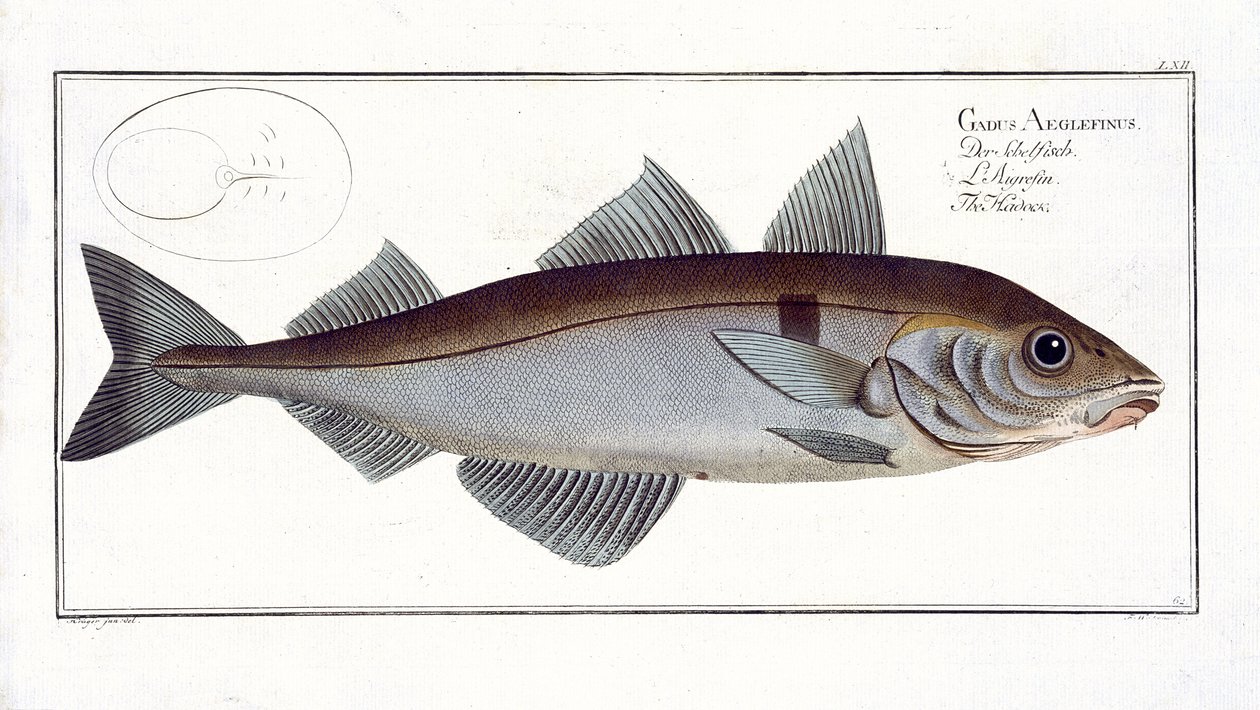 Eglefino (Gadus Aeglefinus) placa LXII de 