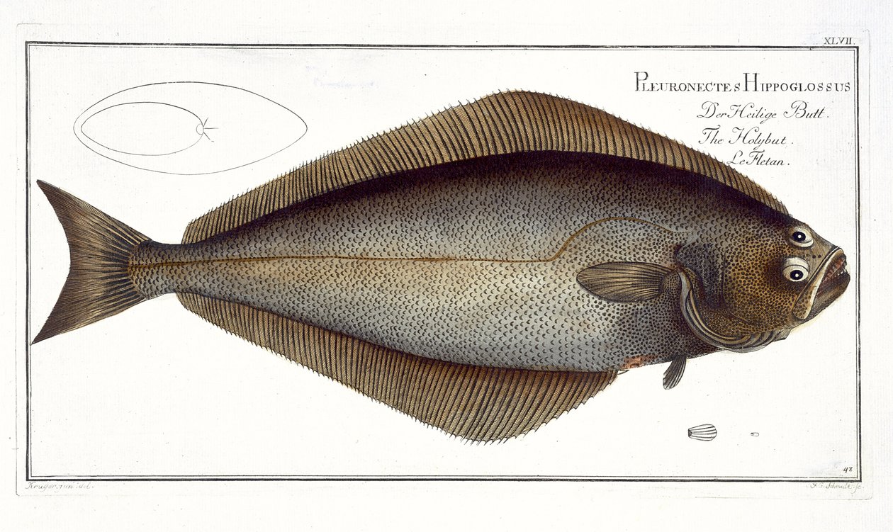 Halibut (Pleuronectes Hippoglossus) lámina XLVII de 