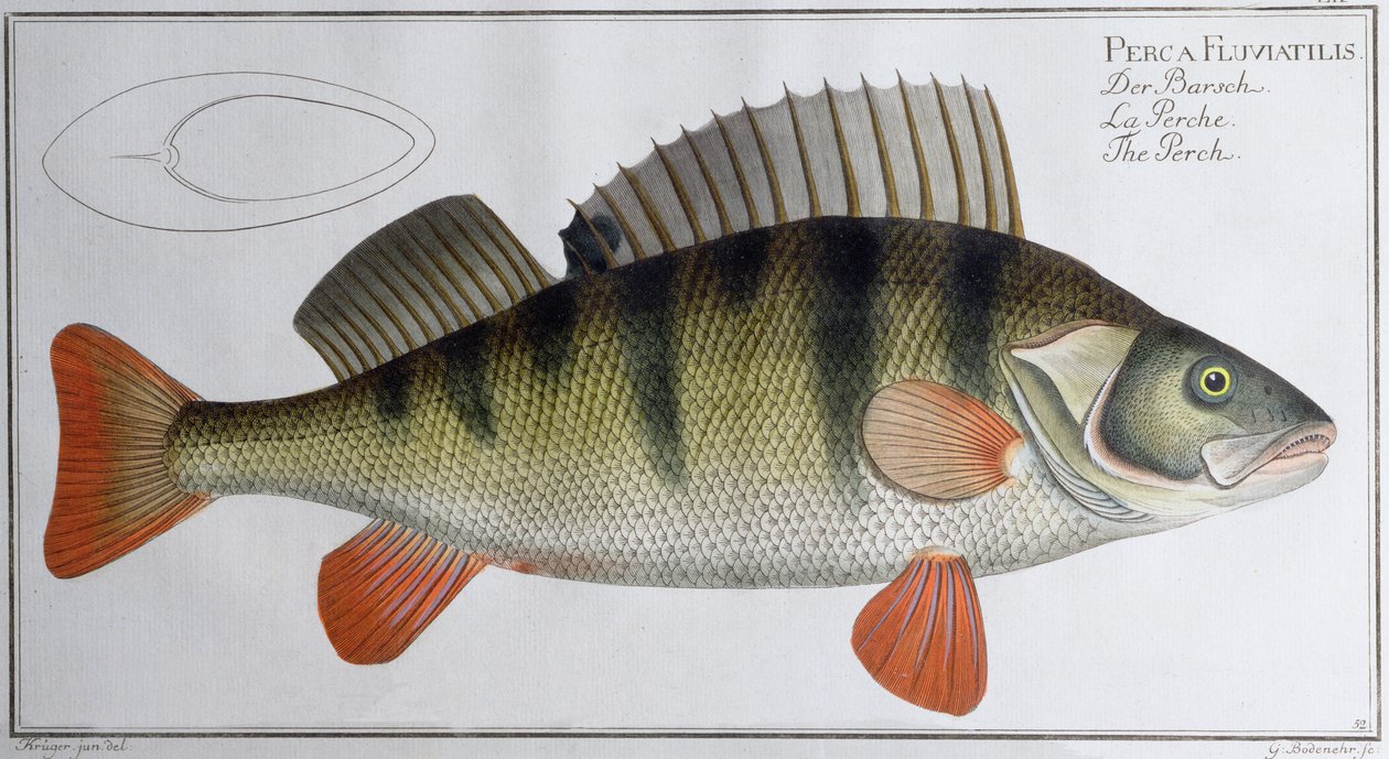 Perca: publicado por Black, c.1790 de Andreas Ludwig Kruger