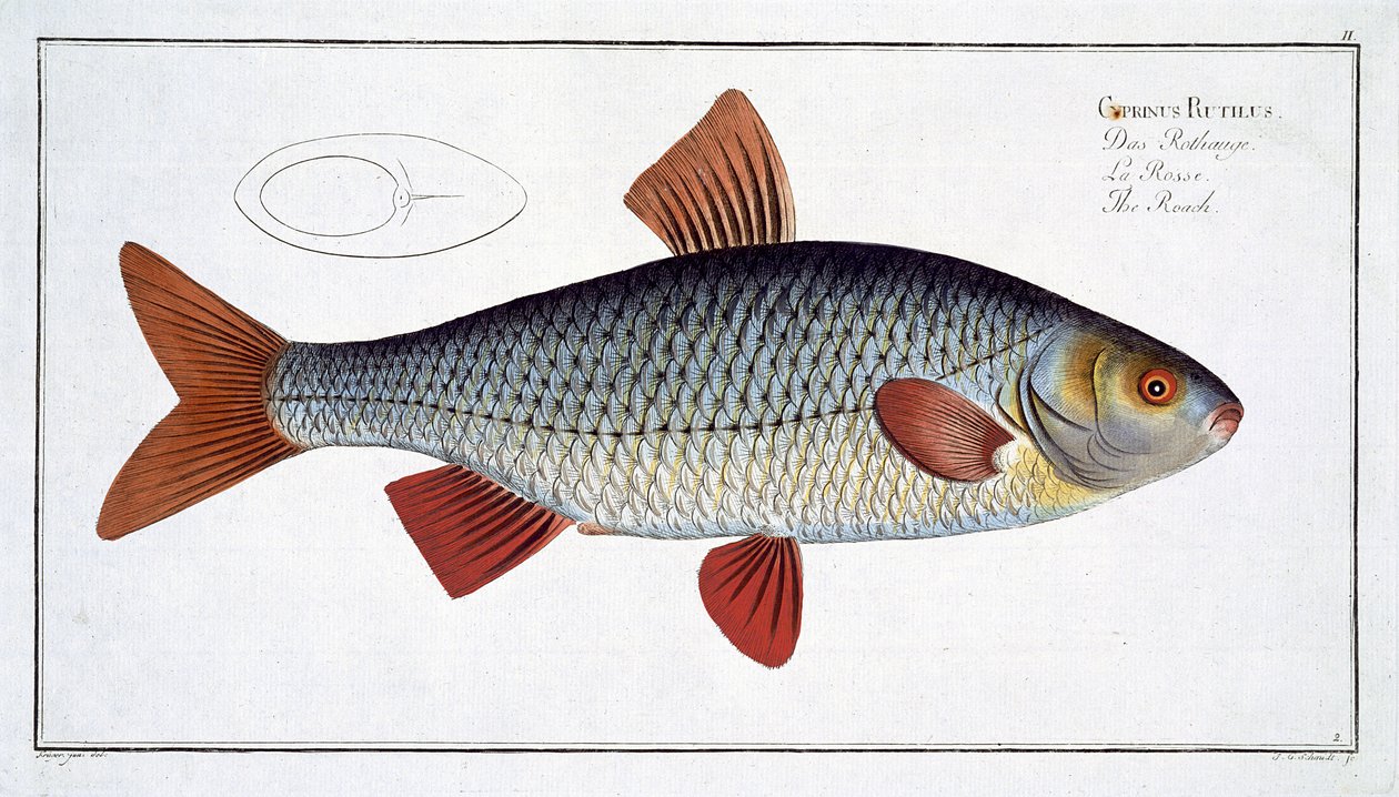 Rutilo (Cyprinus Rutilis) lámina II de 