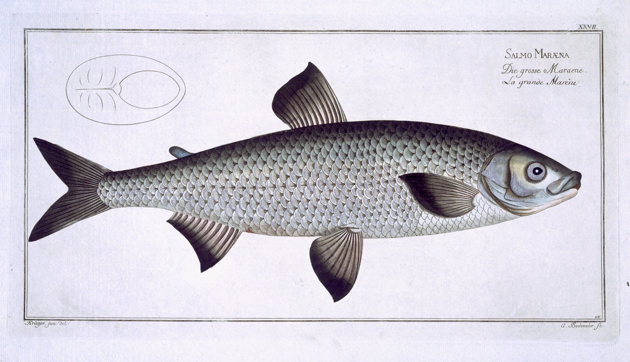 Salmón (Salmo Maraena) placa XXVII de 