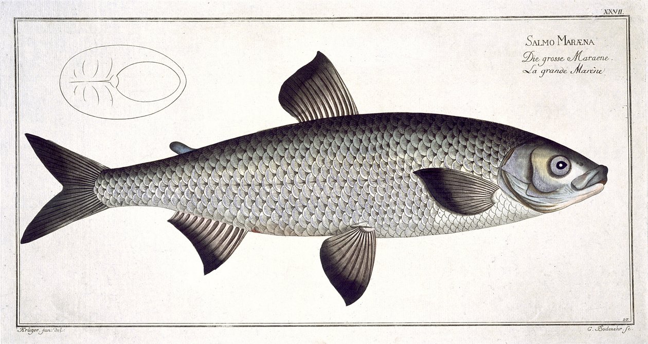 Salmón (Salmo Maraena) lámina XXVII de 