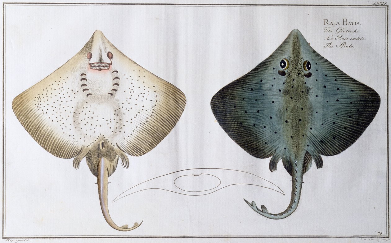 Patín: publicado por Black, c.1790 de Andreas Ludwig Kruger