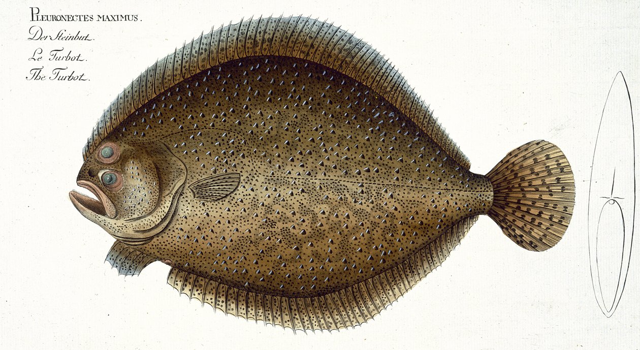 Rodaballo (Pleuronectes Maximus) lámina XLIX de 
