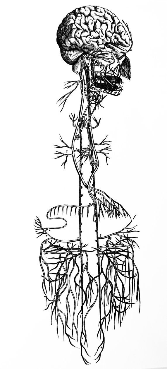 Las láminas del cuarto libro de De Humani Corporis Fabrica de Andreas Vesalius