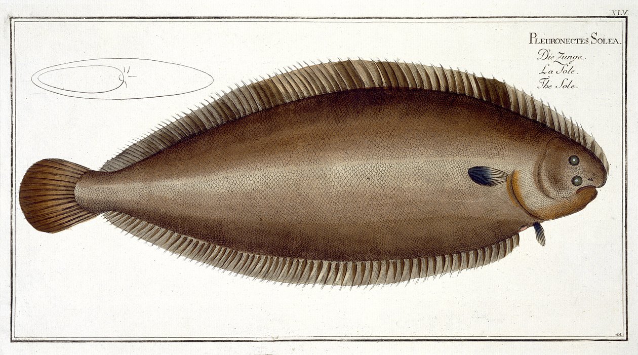 Lenguado de Dover (Solea Solaea) lámina XLV de 