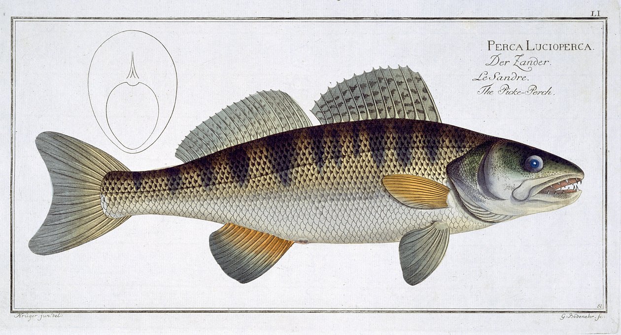 Lucioperca (Perca lucioperca) lámina LI de 