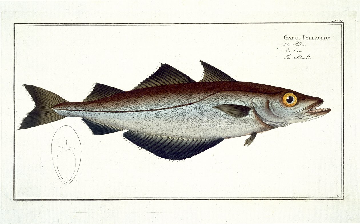 Pollack (Pollachius pollachius) placa LXVIII de 'Ichthyologie, ou ...