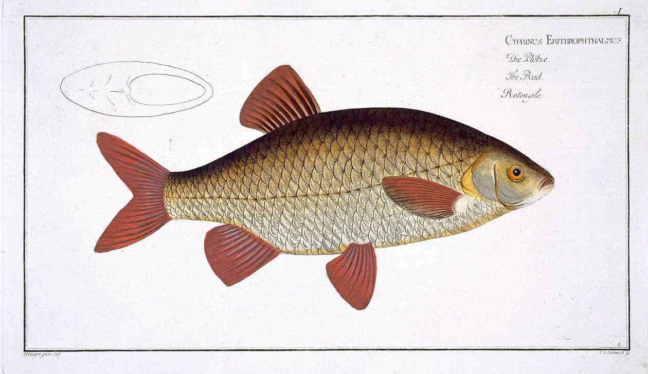 Carpa Roja (Cyprinus Erithrophthalmus) lámina I de 