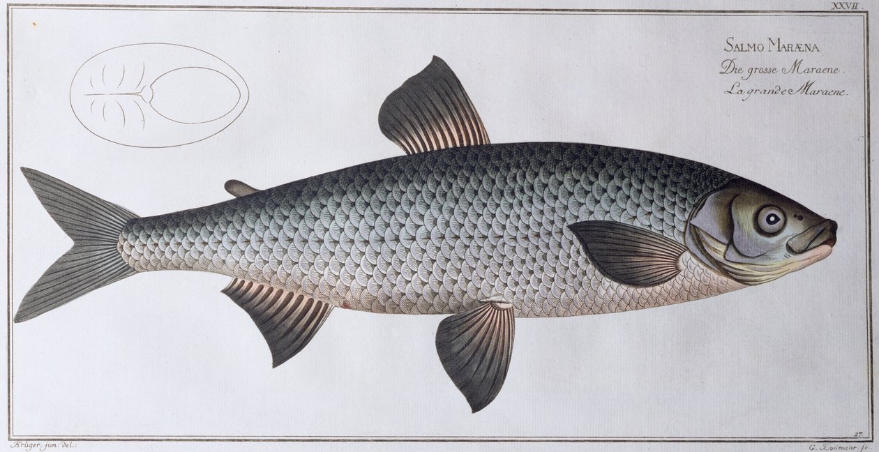 Salmón, pub. por Black, c.1790 de Andreas Ludwig Kruger
