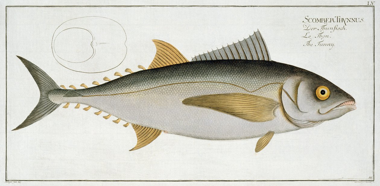 Atún (Scomber Thynnus) placa LV de 