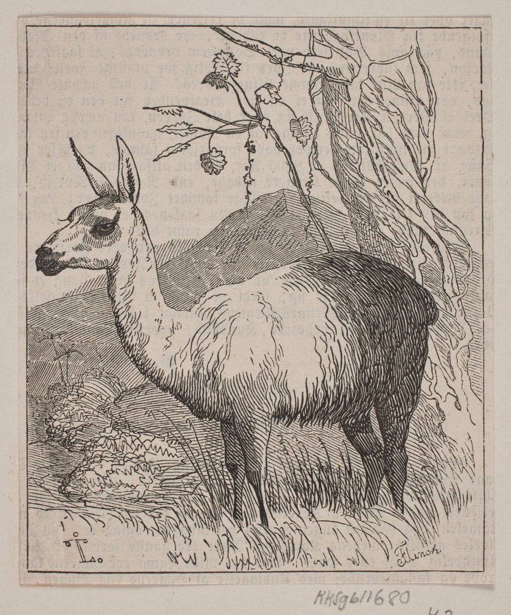 Una llama de Andreas Flinch