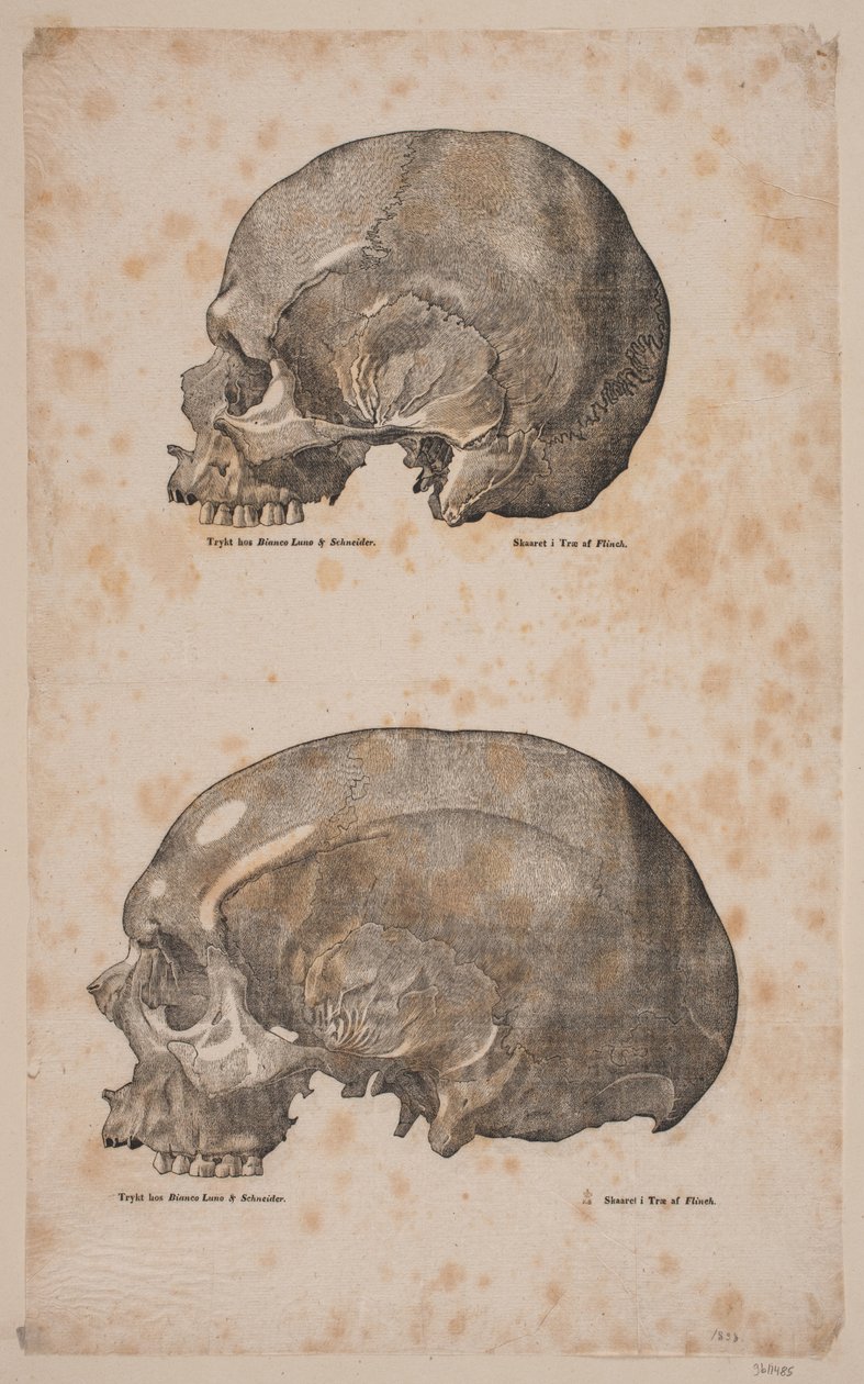 Dos cráneos de Andreas Flinch
