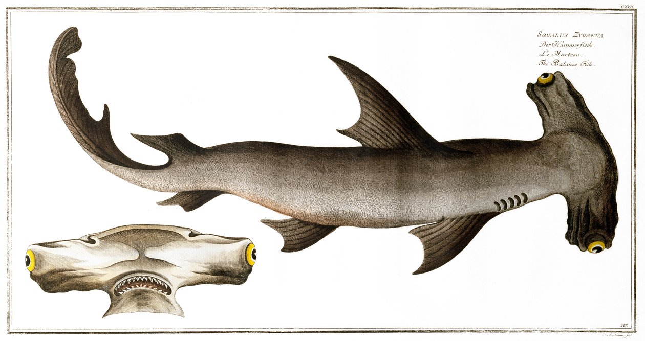 Tiburón Martillo (Pez Balance), publicado por Black, c.1790 de Andreas Ludwig Kruger