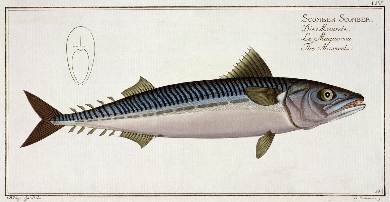Caballa (Scomber Scomber) lámina LIV de 