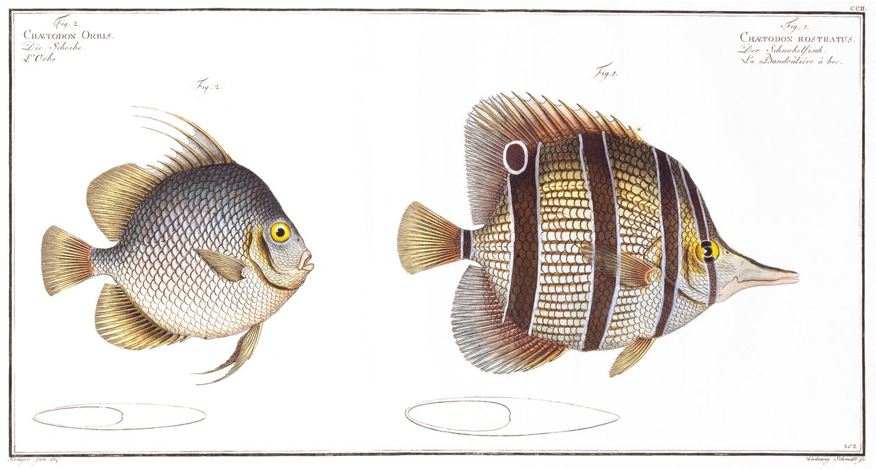Pez Globo y Pez Pico, publicado por Black, c.1790 de Andreas Ludwig Kruger