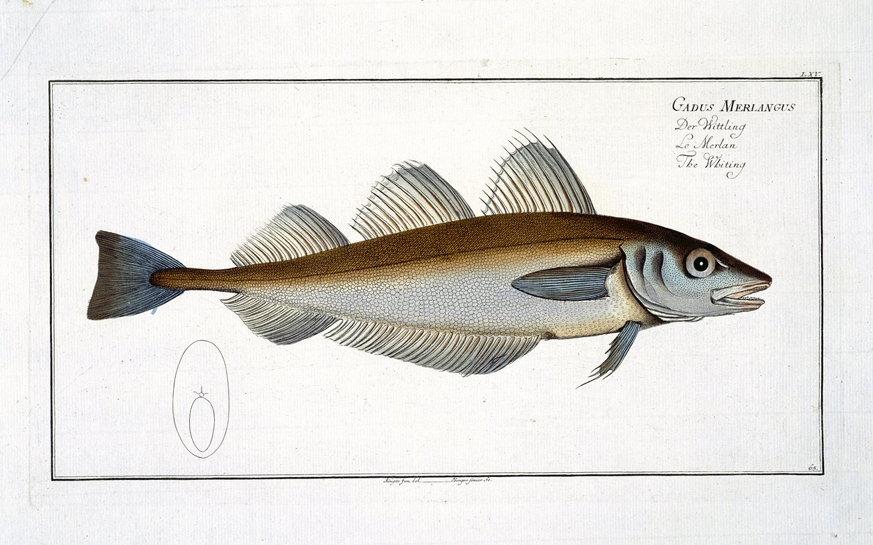 Bacalao (Gadus Merlangus) lámina LXV de 