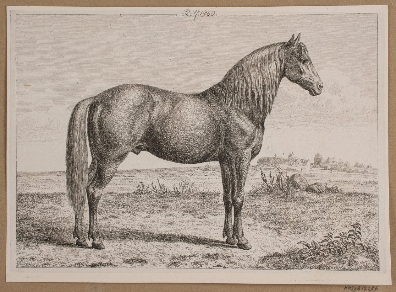 Rolf. Un caballo en el campo de Andreas Peter Madsen
