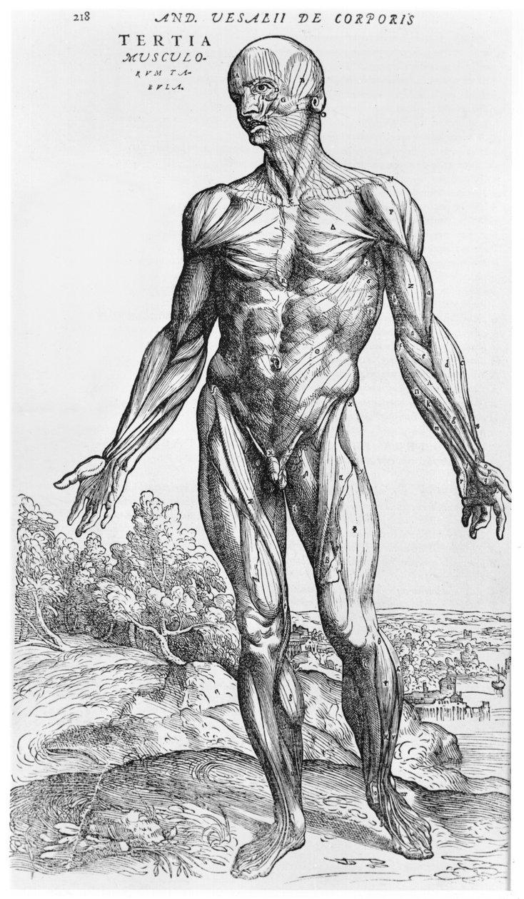 Estudio anatómico, ilustración de 
