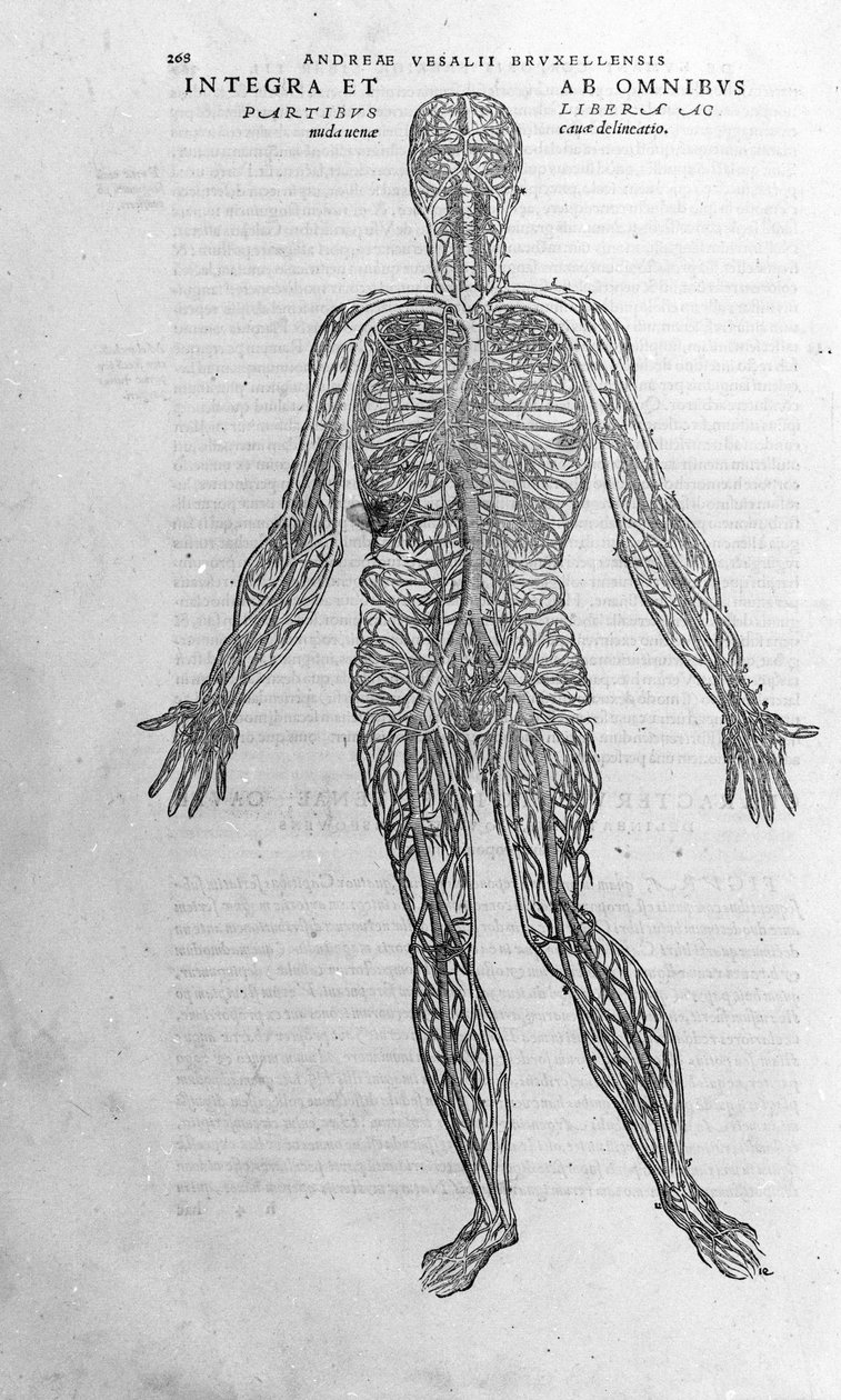 Andrea Vesalio (1514 - 1564), médico de Carlos V. “Humani corporis fabrica libri septem”, Basilea 1543. de Andreas Vesalius