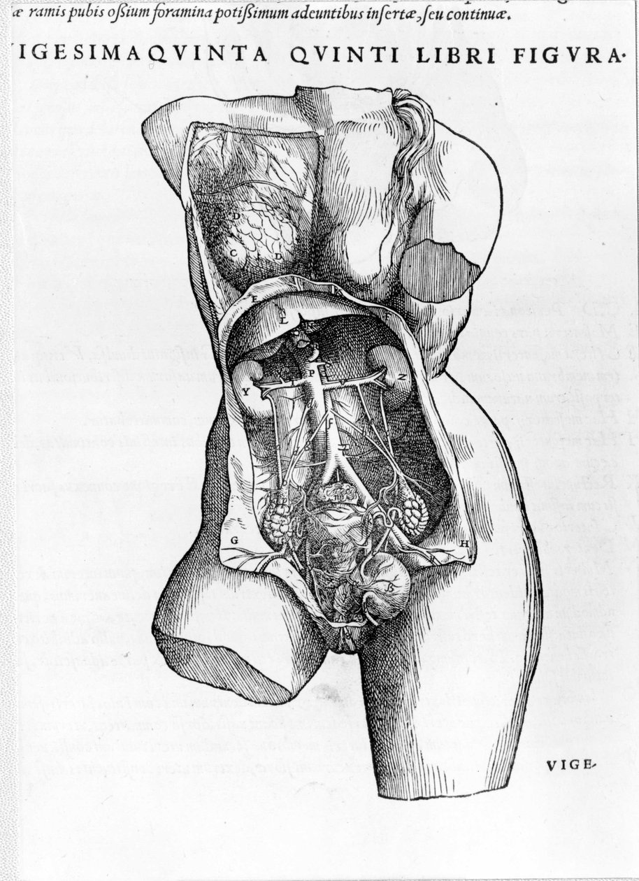 Placa tomada del tratado “De Humani Corporis Fabrica libri septem” de André Vésale (1514-1564), anatomista holandés. Basilea 1543. de Andreas Vesalius