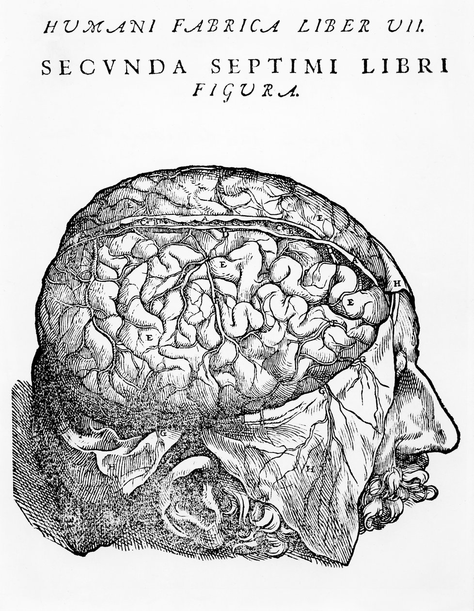 El cerebro, ilustración de 