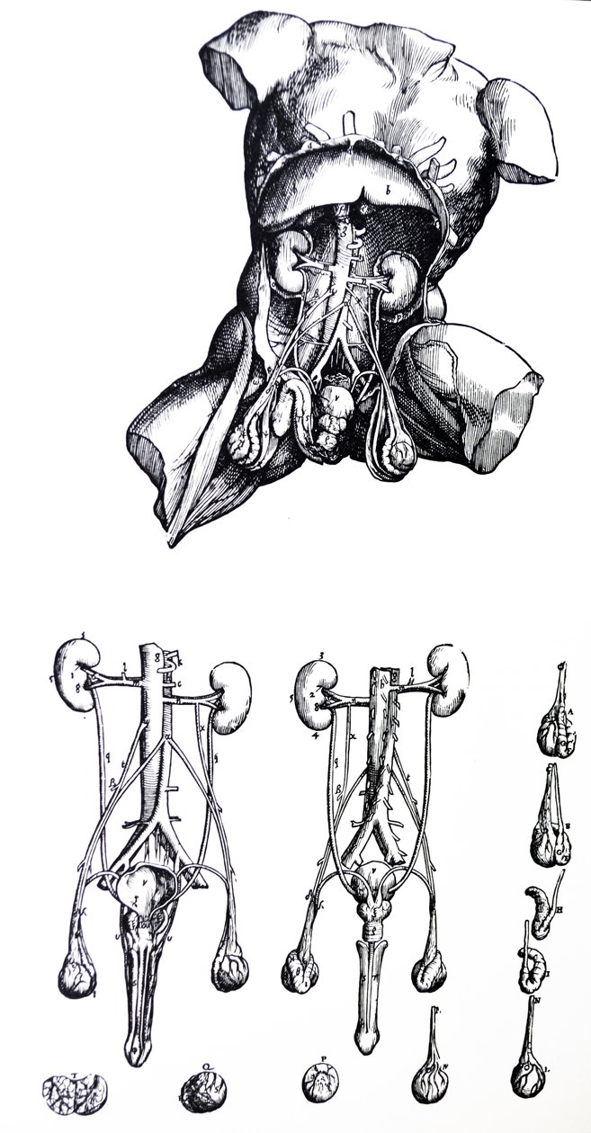 Las placas del quinto libro de De Humani Corporis Fabrica de Andreas Vesalius