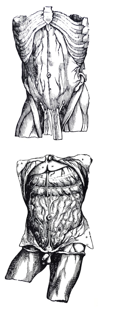 Las láminas del quinto libro de De Humani Corporis Fabrica de Andreas Vesalius
