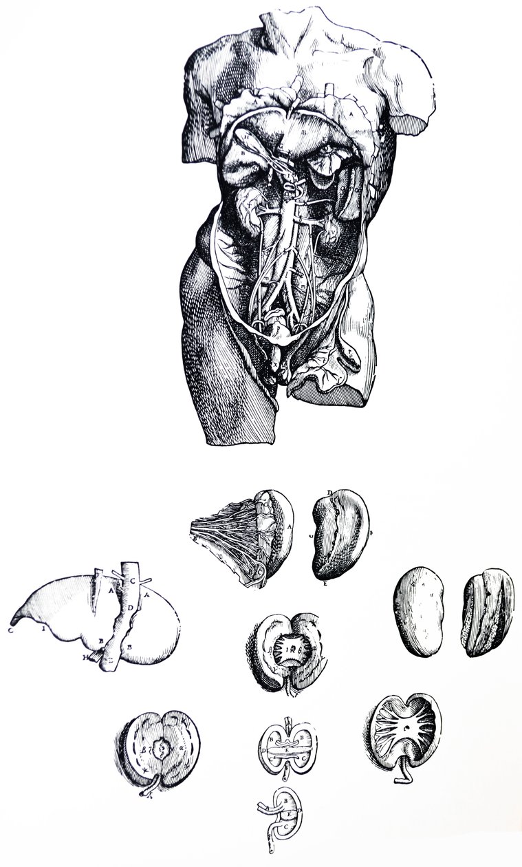 Las placas del quinto libro de De Humani Corporis Fabrica de Andreas Vesalius