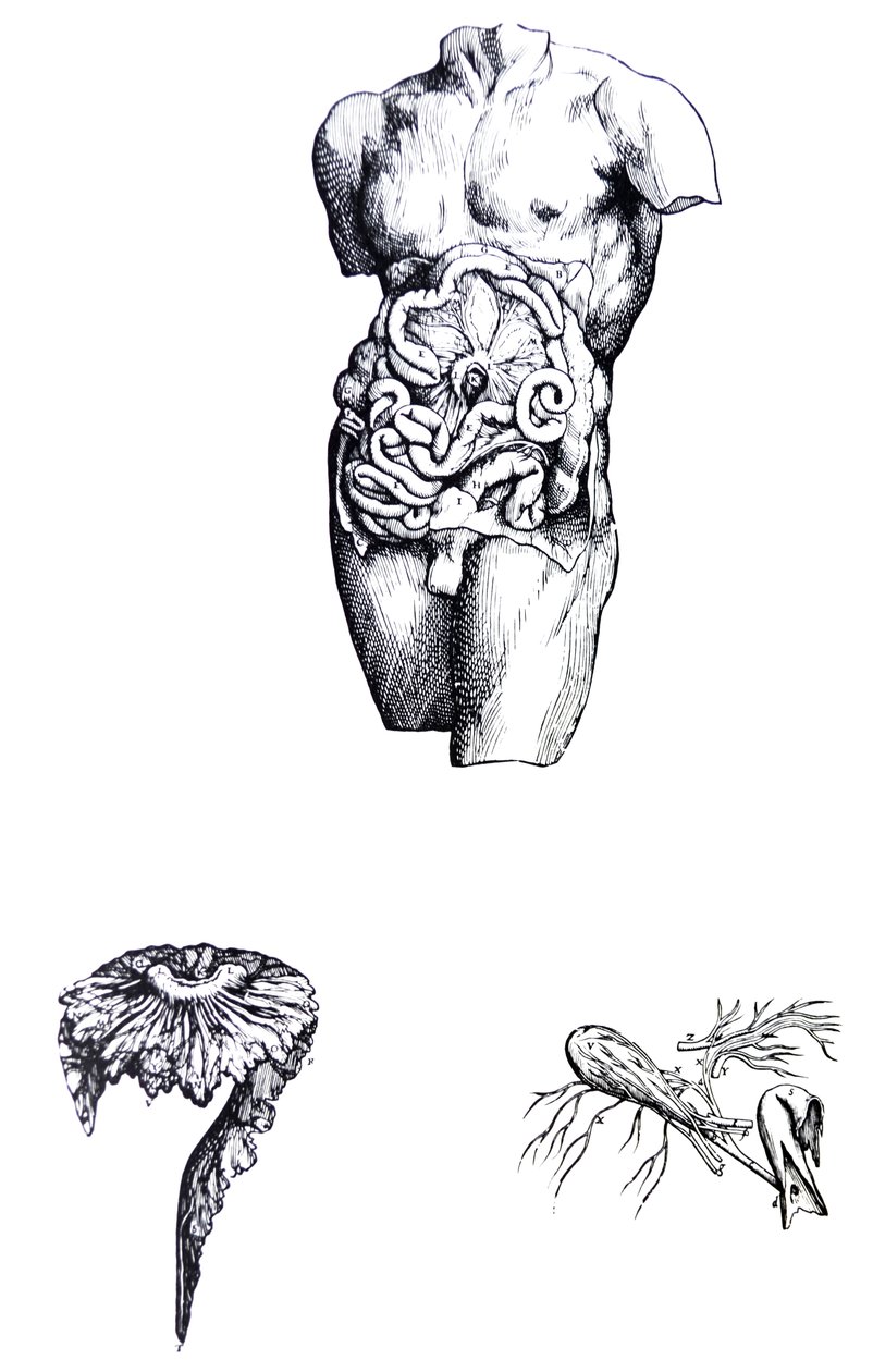Las Placas del Quinto Libro de De Humani Corporis Fabrica de Andreas Vesalius