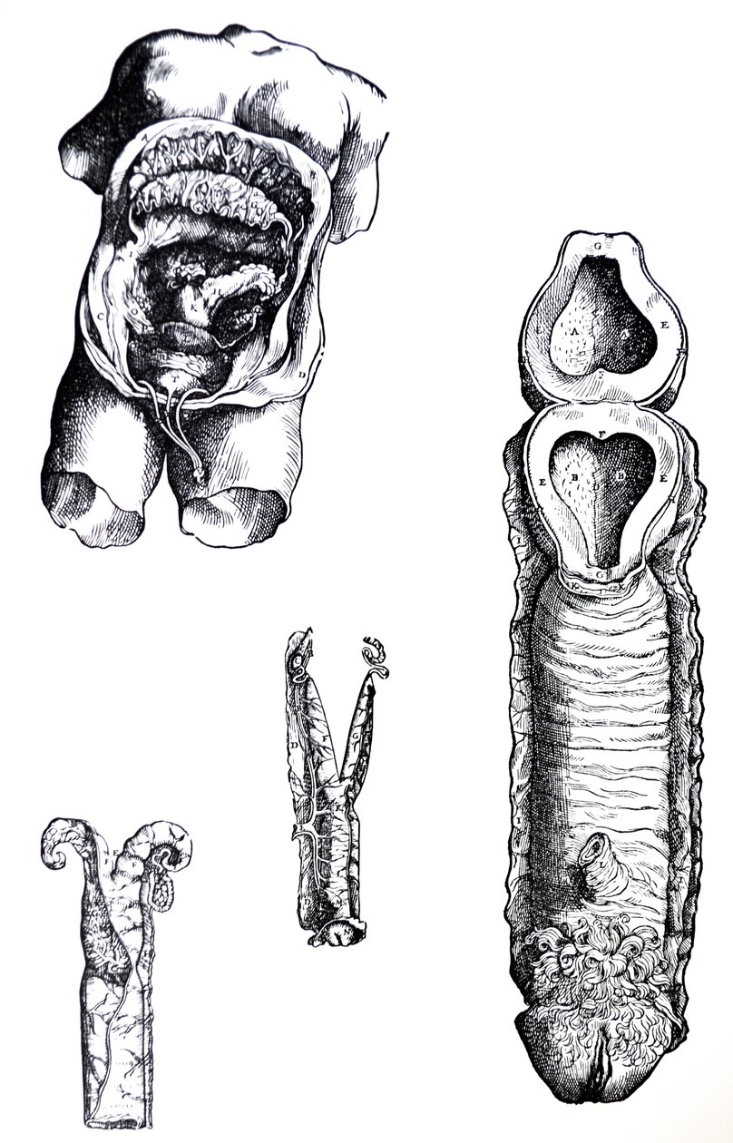 Las láminas del quinto libro de De Humani Corporis Fabrica de Andreas Vesalius