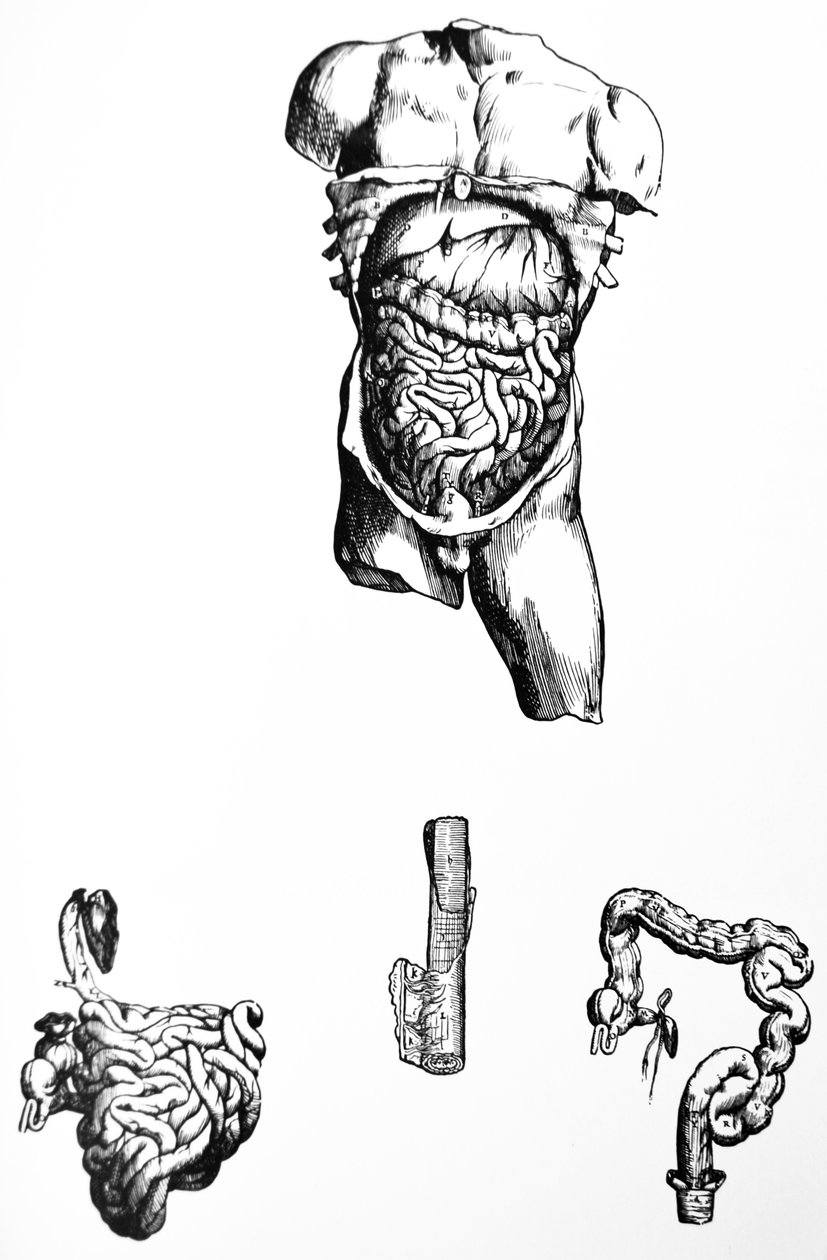 Las láminas del quinto libro de De Humani Corporis Fabrica de Andreas Vesalius