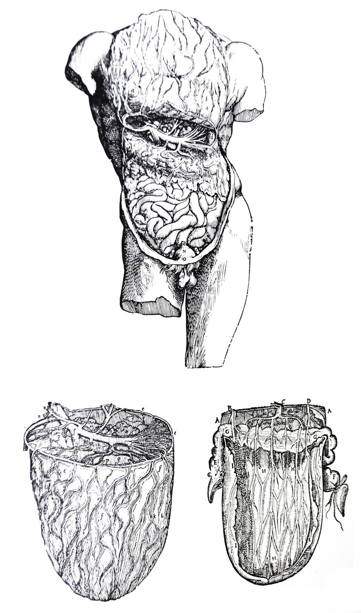 Las placas del quinto libro de De Humani Corporis Fabrica de Andreas Vesalius