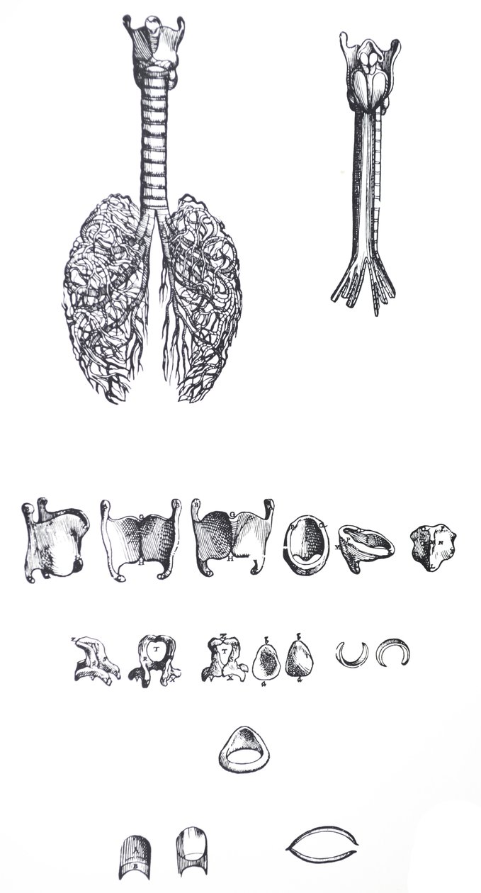 Las Placas del Primer Libro de De Humani Corporis Fabrica de Andreas Vesalius