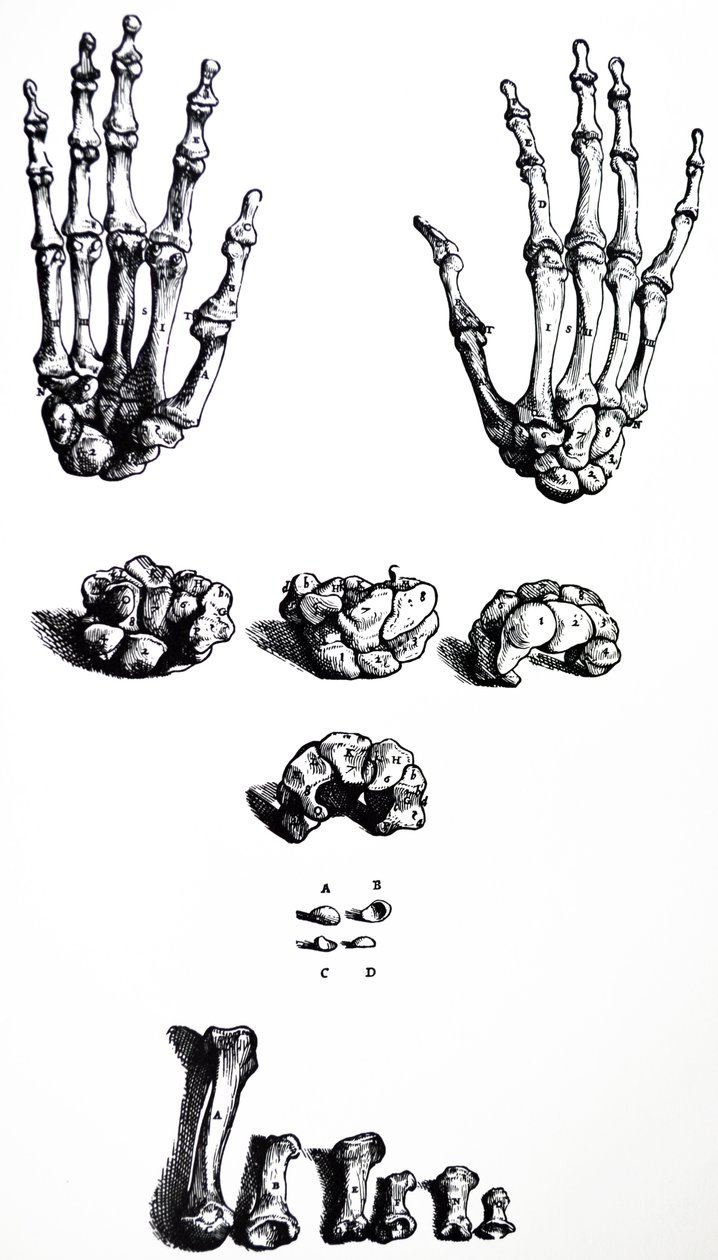 Las láminas del primer libro de De Humani Corporis Fabrica de Andreas Vesalius