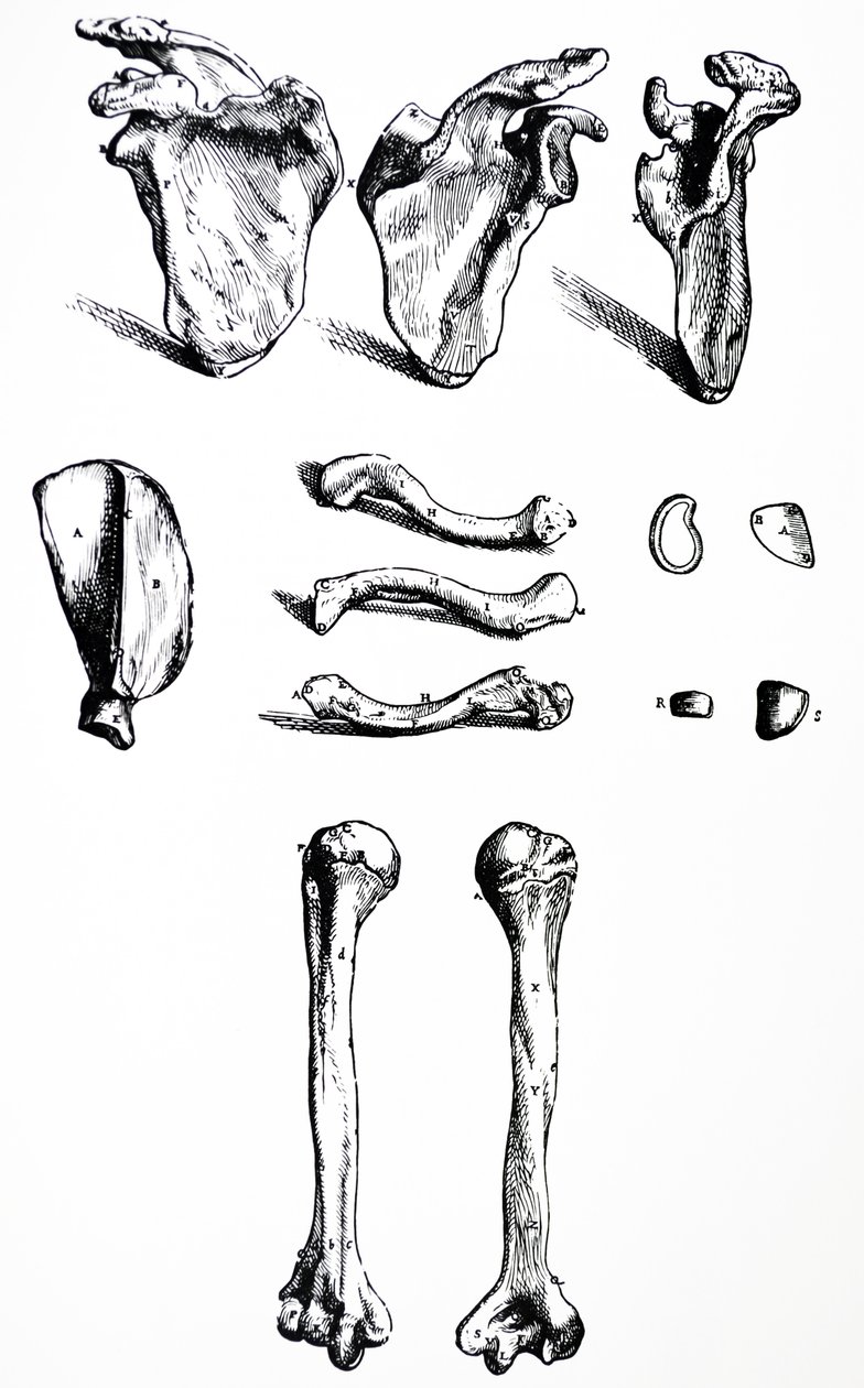 Las láminas del primer libro de De Humani Corporis Fabrica de Andreas Vesalius