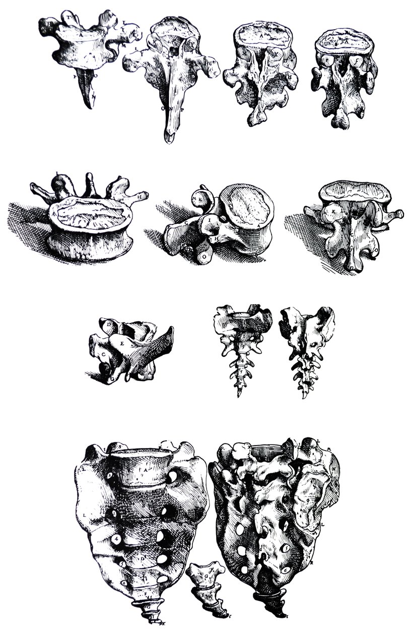 Las láminas del primer libro de De Humani Corporis Fabrica de Andreas Vesalius