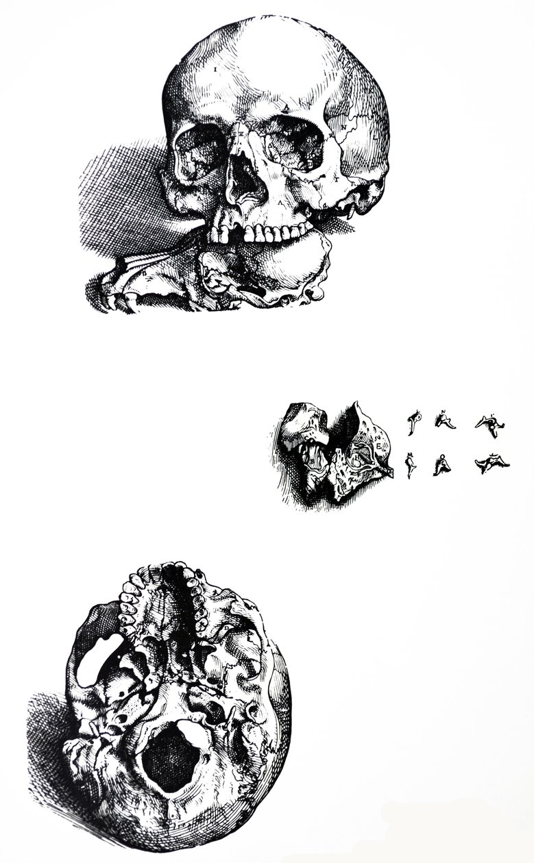 Las láminas del primer libro de De Humani Corporis Fabrica de Andreas Vesalius