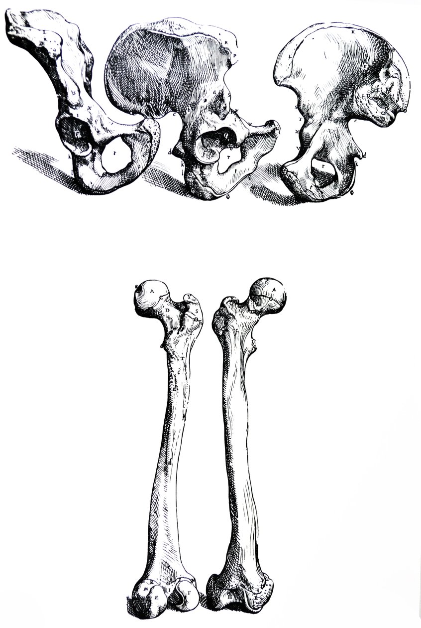Las láminas del primer libro de De Humani Corporis Fabrica de Andreas Vesalius