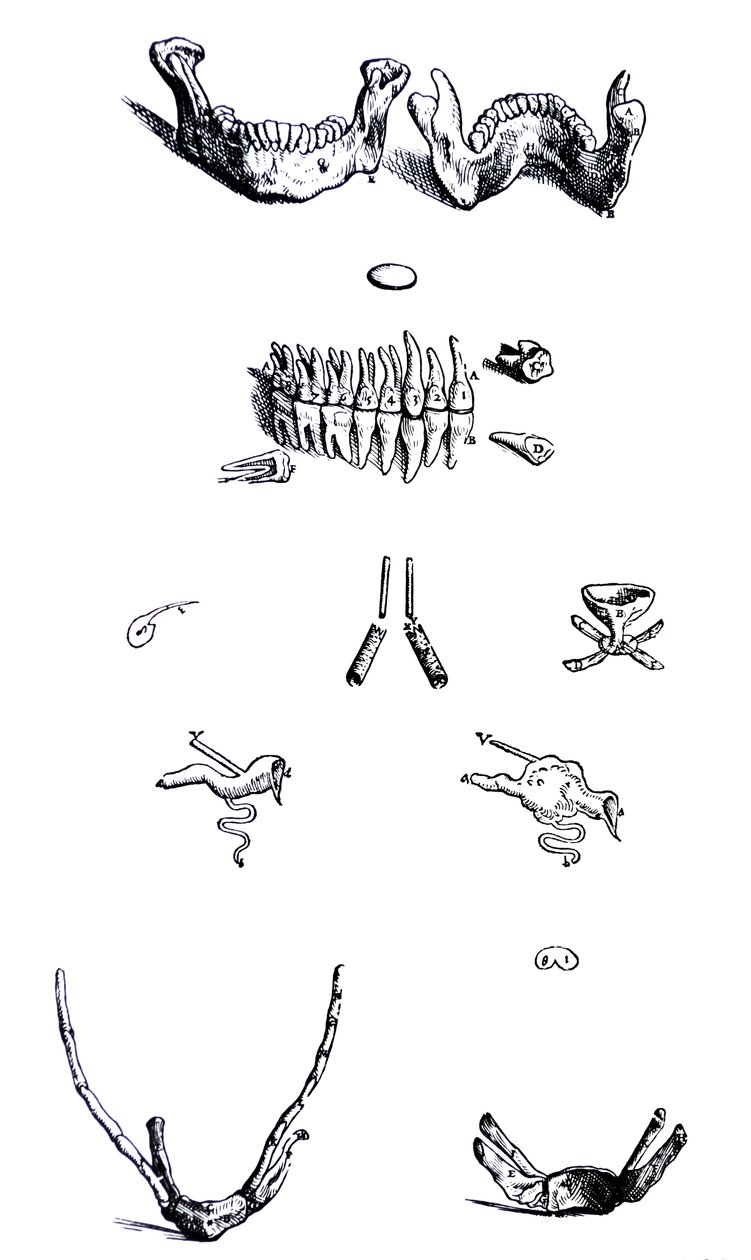 Las placas del primer libro de De Humani Corporis Fabrica de Andreas Vesalius