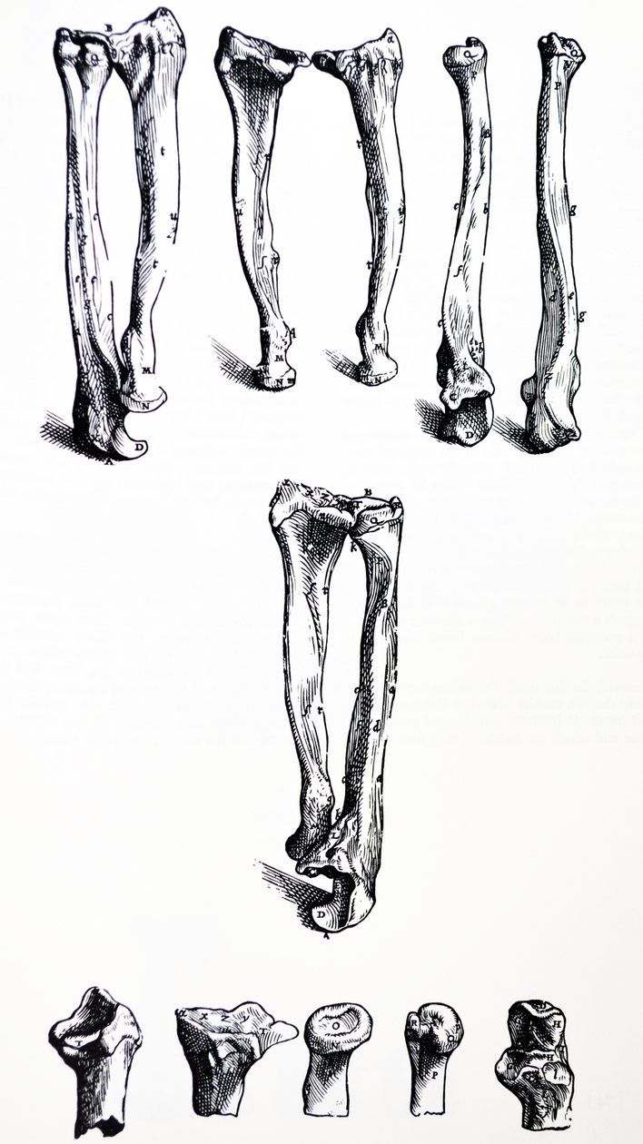 Las Placas del Primer Libro de De Humani Corporis Fabrica de Andreas Vesalius
