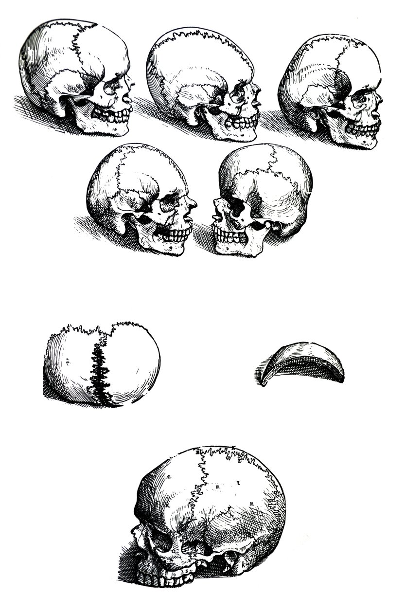 Las láminas del primer libro de De Humani Corporis Fabrica de Andreas Vesalius, (1514-1564) de Andreas Vesalius