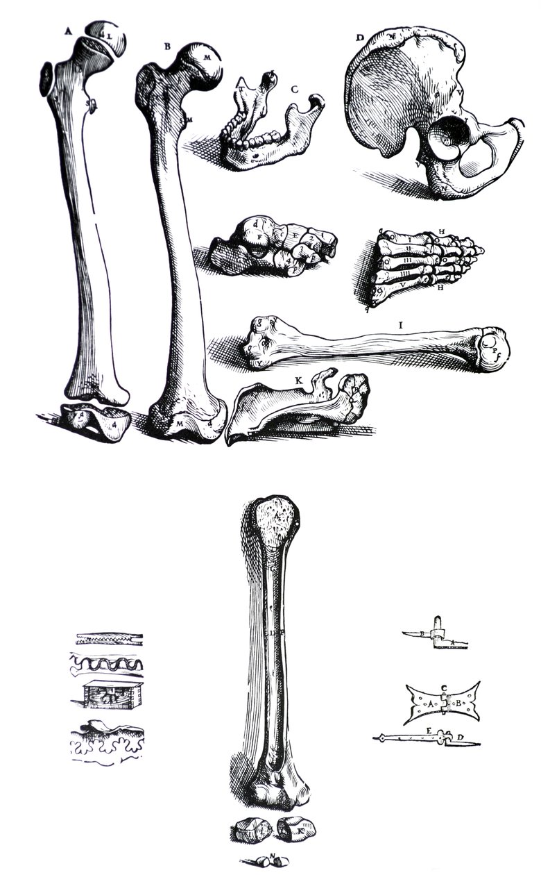 Las láminas del primer libro de De Humani Corporis Fabrica de Andreas Vesalius (1514-1564) de Andreas Vesalius