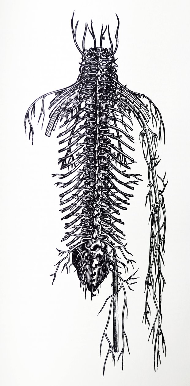 Las láminas del cuarto libro de De Humani Corporis Fabrica de Andreas Vesalius