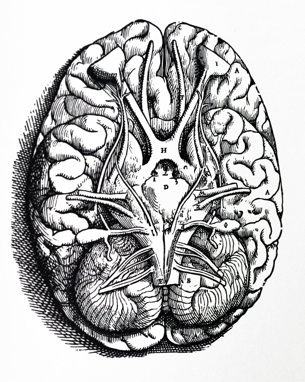 Las láminas del cuarto libro de De Humani Corporis Fabrica de Andreas Vesalius