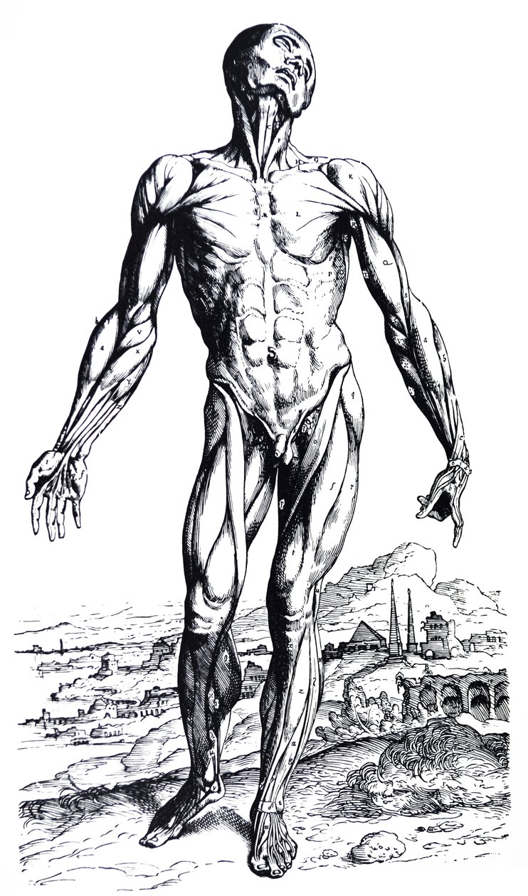 Las placas del segundo libro de De Humani Corporis Fabrica de Andreas Vesalius