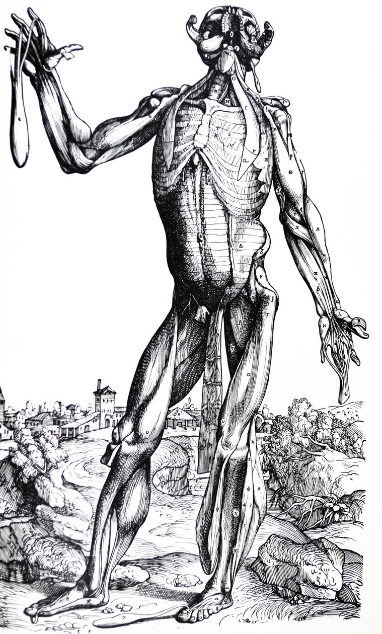 Las Placas del Segundo Libro de De Humani Corporis Fabrica de Andreas Vesalius