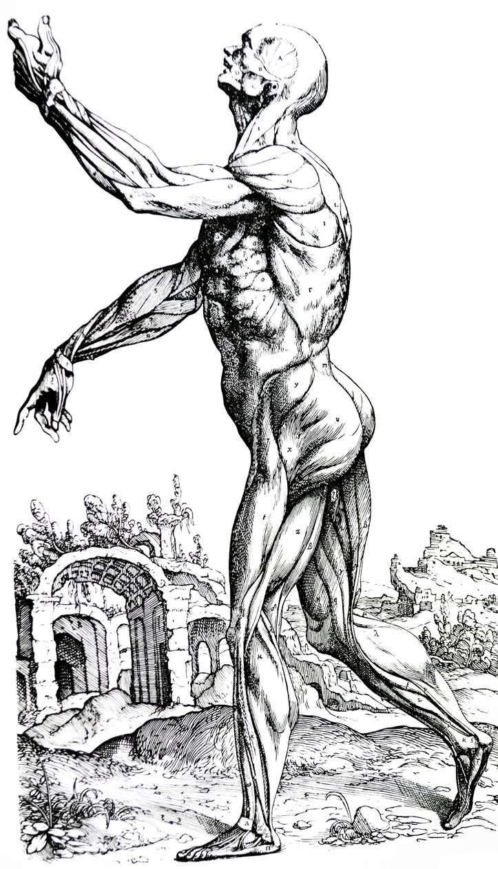 Las placas del segundo libro de De Humani Corporis Fabrica de Andreas Vesalius
