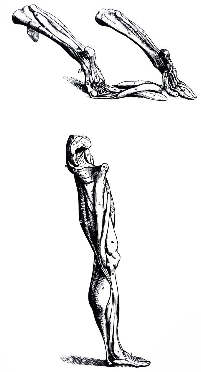 Las placas del Segundo Libro de De Humani Corporis Fabrica de Andreas Vesalius